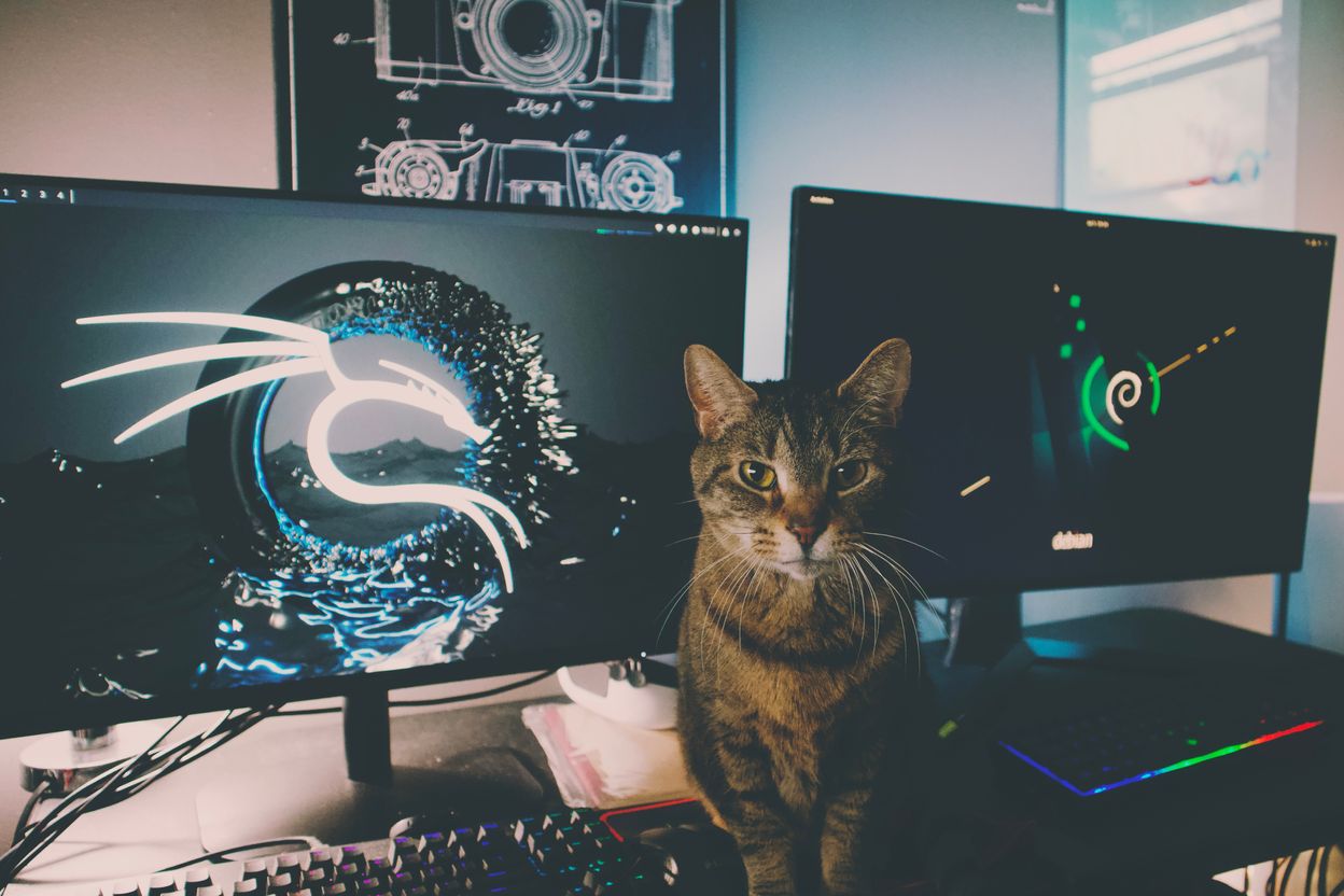 Cat sitting in front of dual monitor setup